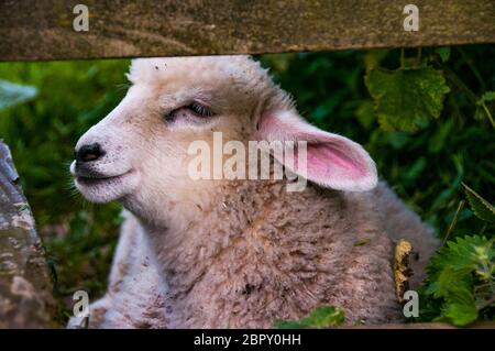 Una pecora in un recinto e stile nel villaggio di Branscombe, East Devon, Gran Bretagna Foto Stock