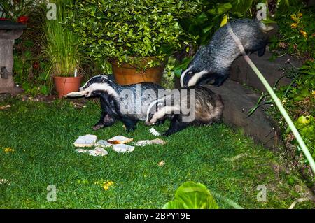 Badgers europea mangiare pane sul prato di un giardino nel Devon, Regno Unito. Foto Stock