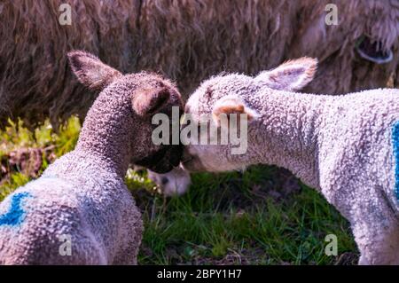 Due agnelli giovani nuzzle in un campo del Devon Jurassic Coast, Gran Bretagna Foto Stock