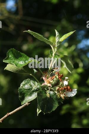 Primo piano di piccole mele che iniziano a formarsi su un albero di Bramley dopo che è fiorito - coppia di petali di fiori bianchi ancora attaccati. Foto Stock