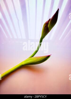 Primo piano di Iris su uno sfondo bianco sotto le luci Foto Stock