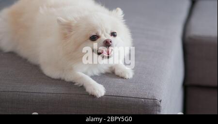 Cane bianco pomeraniano abbaiare sul divano Foto Stock