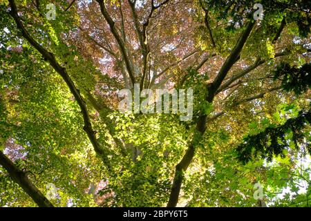 Guarda gli alberi in primavera, illuminati dalla luce della sera, con alberi decidui. Visto in Germania nel mese di maggio. Foto Stock