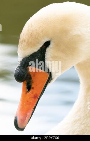 swan e i cartelli da vicino Foto Stock