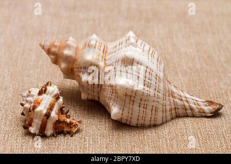 grandi e piccole conchiglie di mare su fondo tessile beige Foto Stock