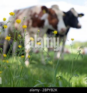 closeup di fiori gialli buttercup con mucche sullo sfondo Foto Stock