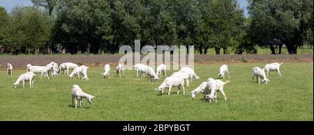 grande mandria di capre bianche in prato verde erboso sotto il cielo blu con nuvole bianche nel centro dell'olanda vicino a utrecht Foto Stock