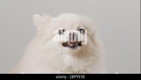 Il cane di Pomerania si arrabbia Foto Stock