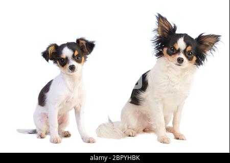 Giovane e adulte chihuahua guardando dritto e seduto su sfondo bianco Foto Stock