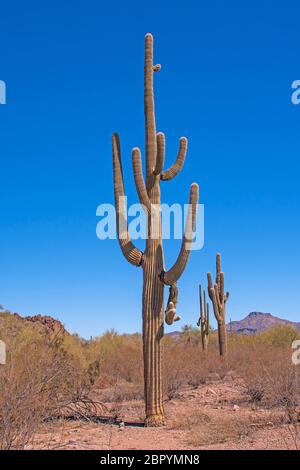 Massiccio e insolito cactus Saguaro nel deserto in organo a canne Cactus National Monument in Arizona Foto Stock