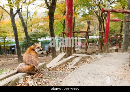 Fox e Tempio giapponese Foto Stock