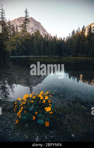 gruener vedere in austria con il riflesso della montagna in estate Foto Stock