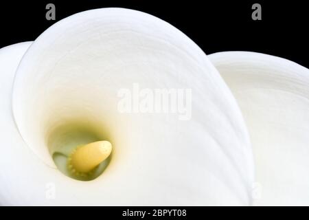 Due gigli bianchi di arum sparati dall'alto Foto Stock