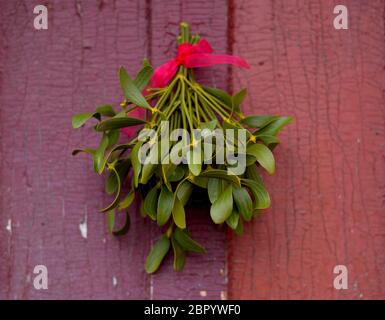 Natale sfondo festivo con mistletoe verde appeso sul vecchio sfondo della porta fessurata. Idee di arredamento per le vacanze. Foto Stock