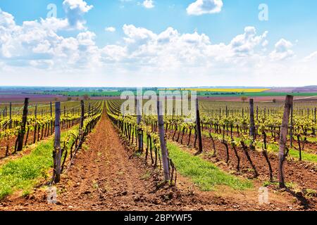 La molla filari di vigneti di vigne. Paesaggio di primavera con il verde dei vigneti. Vigneti della Moravia del sud nella Repubblica Ceca e in Austria inferiore Foto Stock