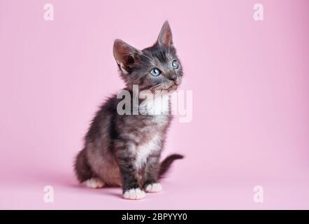 Little fluffy gattino presso lo studio. Un giocoso gattino guarda a destra Foto Stock