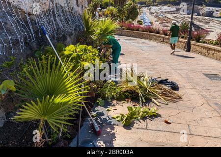 Giardiniere al lavoro sui giardini al Mirador sopra la spiaggia di Playa del Duque durante la fase uno di de-escalation del Covid 19, coronavirus, stato di em Foto Stock