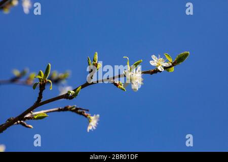 fiore di melo Foto Stock