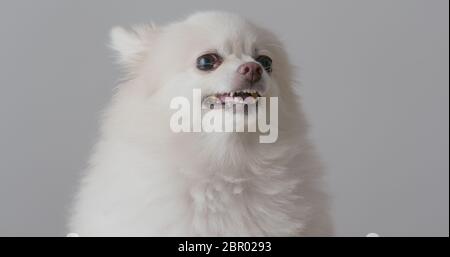 Cane Pomeraniano arrabbiato su sfondo bianco Foto Stock