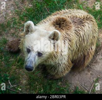 Orso scuro ai piedi dell'albero sembra nell'altra preda e attende che a venire giù Foto Stock