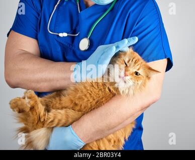 Veterinario in uniforme blu e sterili Guanti in lattice trattiene e esamina una grande lanuginoso rosso gatto, sfondo grigio Foto Stock