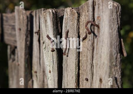 Parte del vecchio recinto di legno usurato con chiodi arrugginiti che aderiscono fuori/Сloseup di recinzione vecchia con chiodi Foto Stock