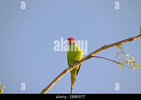 prugne-testa parakeet seduto su ramo albero e cielo di fondo Foto Stock