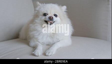 Cane Pomeranian si arrabbiano sul divano Foto Stock