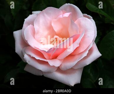 Un primo piano di una singola fioritura di una rosa rosa al confine di un giardino inglese Foto Stock