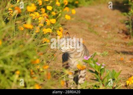 Il gatto sniffa i fiori marigold nel giardino Foto Stock