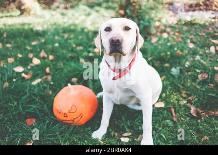 Bel labrador giallo seduto sul verde erba all'aperto con due zucche arancioni. Halloween o festa di autunno del Ringraziamento. Foto Stock