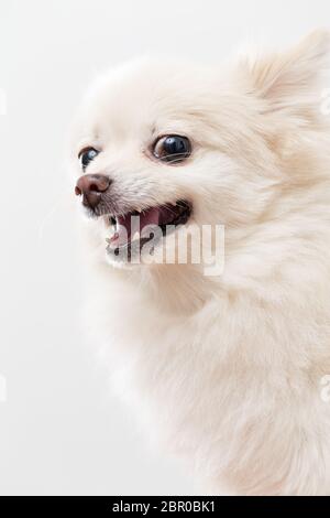 Arrabbiato cane Pomeranian bianco Foto Stock