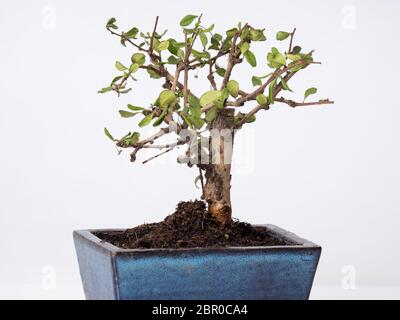 Un albero di Bonsai in un piatto cinese giapponese blu su sfondo bianco Foto Stock