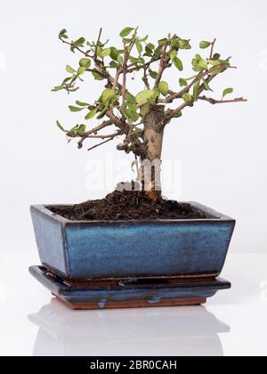 Un albero di Bonsai in un piatto cinese giapponese blu su sfondo bianco Foto Stock