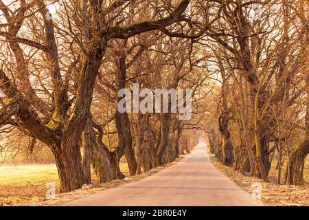 Vicolo di pioppo in primavera. Albero maestoso alley con vecchi alberi. Strada che corre attraverso il Tunnel di alberi Foto Stock