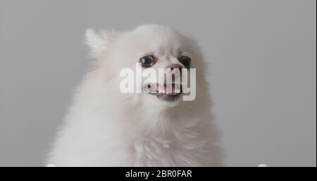 Arrabbiato cane pomeranian su sfondo bianco Foto Stock