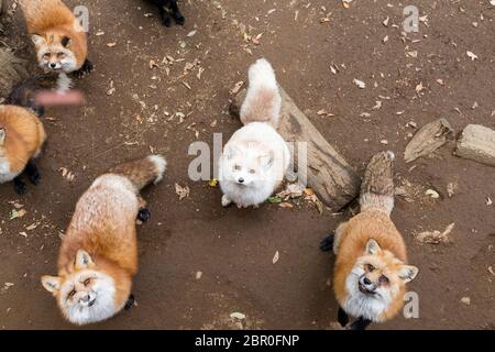 Fox guardando in alto e in attesa di cibo Foto Stock