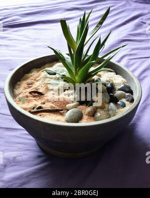 Un'aloe vera in un vaso di fiori di terra. Si tratta di una pianta medicinale e comsetica. Foto Stock