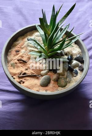 Un'aloe vera in un vaso di fiori di terra. Si tratta di una pianta medicinale e comsetica. Foto Stock