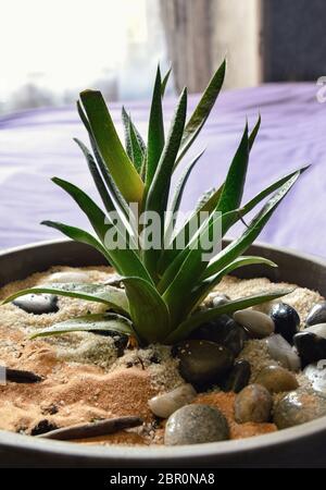 Un'aloe vera in un vaso di fiori di terra. Si tratta di una pianta medicinale e comsetica. Foto Stock