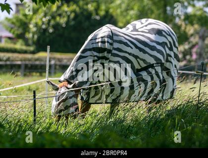 Cavallo che indossa leggero Horse Fly Rug, fly Rugs, cavallo foglio di turnout estate, Sunburn tappeto, dolci-itch tappeti, bug e lenzuola. Camera combinata con zebra con cinturino Belly. Un tappeto Zebra a collo pieno fornisce protezione del corpo e del collo del cavallo in tempo caldo e aiuta a prevenire i cavalli rosa pelati di diventare Sunburned. Le mosche trovano le strisce di zebra confusionare e non gradiscono atterrare sulle superfici striate e in modo da i tappeti del mosca di stampa di zebra stanno diventando sempre più popolari. Foto Stock