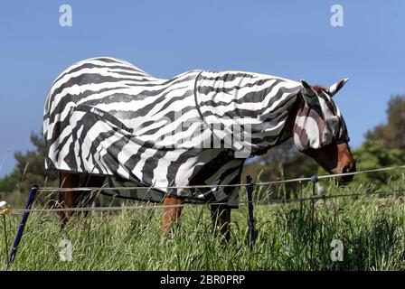 Cavallo che indossa leggero Horse Fly Rug, fly Rugs, cavallo foglio di turnout estate, Sunburn tappeto, dolci-itch tappeti, bug e lenzuola. Camera combinata con zebra con cinturino Belly. Un tappeto Zebra a collo pieno fornisce protezione del corpo e del collo del cavallo in tempo caldo e aiuta a prevenire i cavalli rosa pelati di diventare Sunburned. Le mosche trovano le strisce di zebra confusionare e non gradiscono atterrare sulle superfici striate e in modo da i tappeti del mosca di stampa di zebra stanno diventando sempre più popolari. Foto Stock