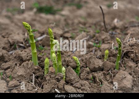 durante la raccolta, gli asparagi giovani sparano sul campo Foto Stock