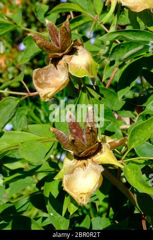 Pianta di Peonia, teste di seme, Paeonia suffruticosa, seme, Propigating, Orticoltura, Orticoltura, semi marroni, Asiatico, Giapponese, Giardino di campagna, Cheshire. Foto Stock