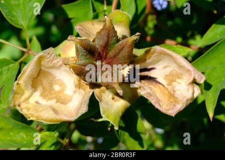 Pianta di Peonia, teste di seme, Paeonia suffruticosa, seme, Propigating, Orticoltura, Orticoltura, semi marroni, Asiatico, Giapponese, Giardino di campagna, Cheshire. Foto Stock