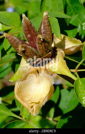 Pianta di Peonia, teste di seme, Paeonia suffruticosa, seme, Propigating, Orticoltura, Orticoltura, semi marroni, Asiatico, Giapponese, Giardino di campagna, Cheshire. Foto Stock