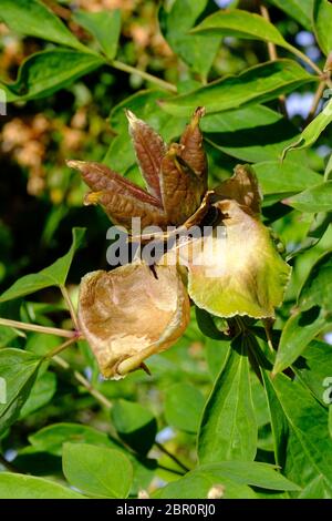 Pianta di Peonia, teste di seme, Paeonia suffruticosa, seme, Propigating, Orticoltura, Orticoltura, semi marroni, Asiatico, Giapponese, Giardino di campagna, Cheshire. Foto Stock