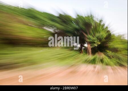 Scorrendo tra gli alberi sulla riva del fiume. Kampong Phluk, Provincia di Siem Reap, Cambogia centro-settentrionale, Sud-est asiatico Foto Stock