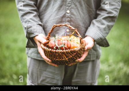 Raccolto di pomodoro. Gli agricoltori le mani con appena raccolto di pomodori. Foto Stock