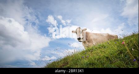 Brown mountain mucche al pascolo su un pascolo alpino nelle Alpi Bernesi in estate. Grindelwald, regione di Jungfrau, Oberland bernese, Svizzera Foto Stock